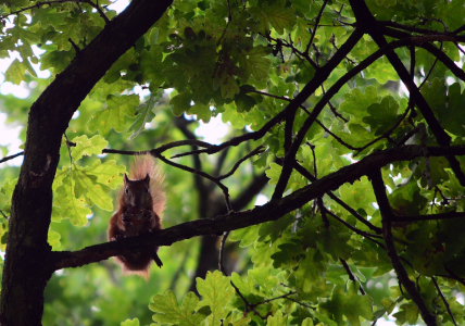Veverka! Potkali jsme ji.