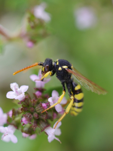 Vos&iacute;k z na&scaron;&iacute; zahrady.