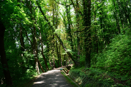 Kr&aacute;lovsk&aacute; cesta ke Kutn&eacute; Hoře.