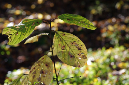 Bab&iacute; l&eacute;to na Svořidlech.