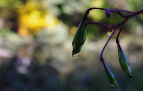 Kapky na net&yacute;kavce.
