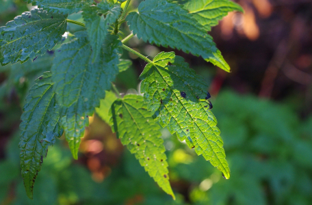 Lesn&iacute; světlo na kopřivě.