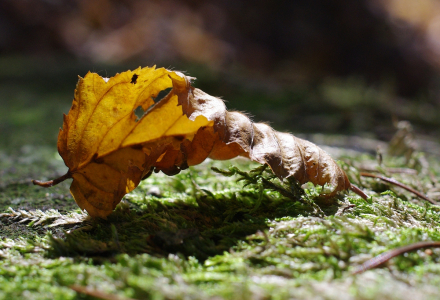 Odpoč&iacute;vaj&iacute;c&iacute;.