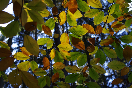 Podzimn&iacute; tapeta.