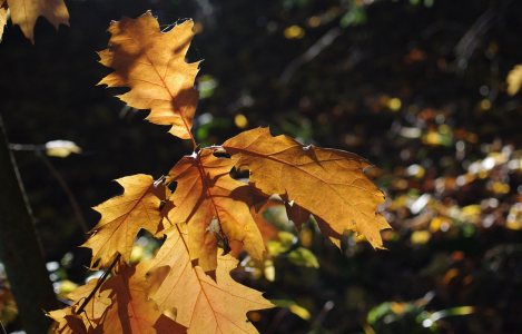 Podzimn&iacute; v lese.