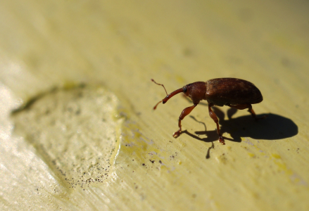 Prďous nosatec na mostě.