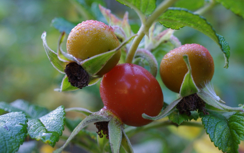 Rann&iacute; osvěžen&iacute;.
