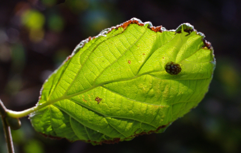 Schov&aacute;vačka pod listem.