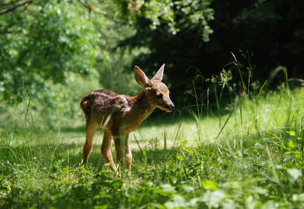 Mal&yacute; srneček ve slunečn&iacute; l&aacute;zni.