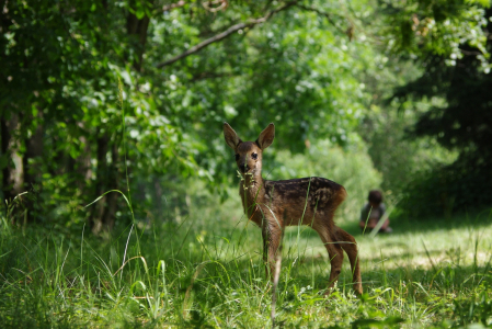 Ml&aacute;dě srny s Matějem v pozad&iacute;.