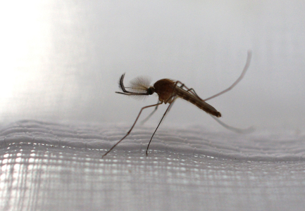 Kom&aacute;r na z&aacute;cloně.