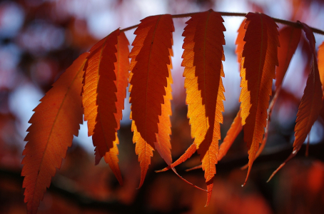 Listy v protisvětle.