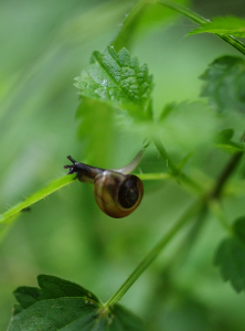 &Scaron;nek na kopřivě.