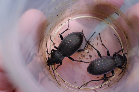 Střevl&iacute;ci v pasti.