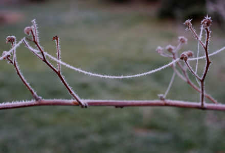 N&aacute;mraza na pavučině.