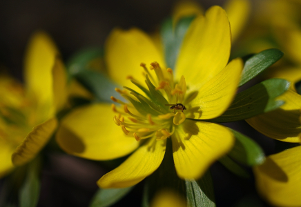 Mu&scaron;ka na talov&iacute;nu.