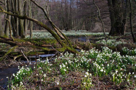 Sam&eacute; bledule.