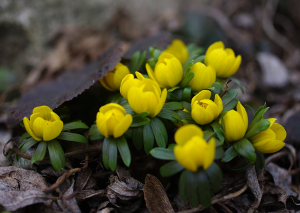 Talov&iacute;ny vykoukly!