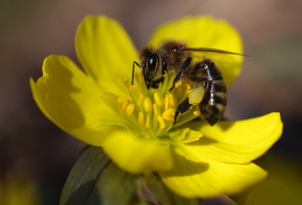 Včela na talov&iacute;nu.