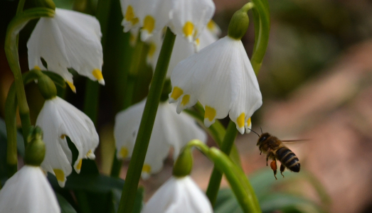 Včelka v bledul&iacute;ch.
