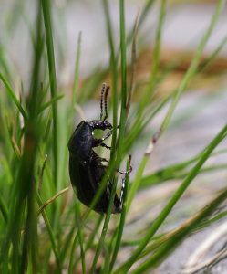 Brouk v tr&aacute;vě.