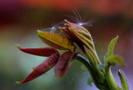 Chm&yacute;ř&iacute; na ořechu.