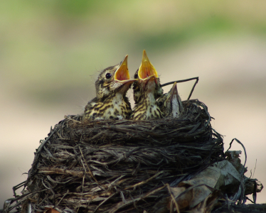 Drozdi v hn&iacute;zdě.