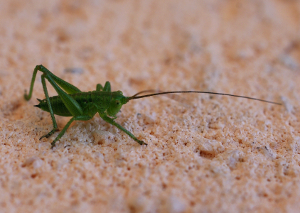 Kon&iacute;km na fas&aacute;dě.
