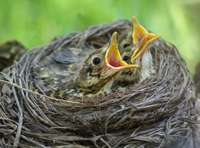 Loud&iacute;c&iacute; drozdi.