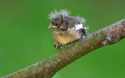 Mal&aacute; pěnkava.