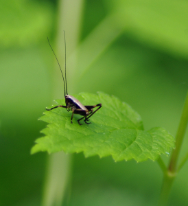 Mal&yacute; lučn&iacute; kon&iacute;k.