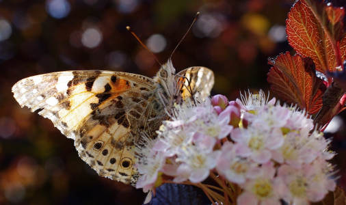 Mot&yacute;l v protisvětle.