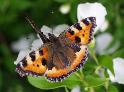 Mot&yacute;l&iacute; hr&aacute;tky.