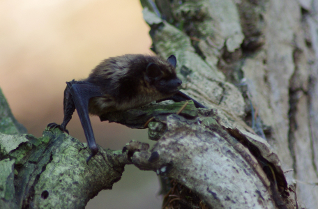 Netop&yacute;r akčn&iacute;.