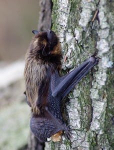 Netop&yacute;r odpoč&iacute;vaj&iacute;c&iacute;.