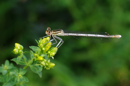 &Scaron;id&eacute;lko.