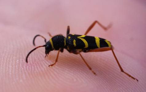 Tesař&iacute;k dubov&yacute;.