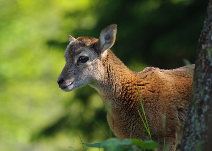 Vykukuj&iacute;c&iacute; muflonek.