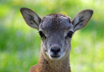 Z oč&iacute; do oč&iacute;.