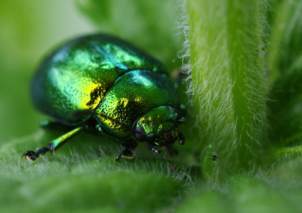 Zlatohl&aacute;vek v m&aacute;tě.