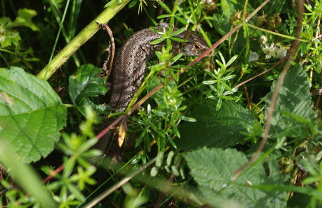 Je&scaron;těrka v tr&aacute;vě.