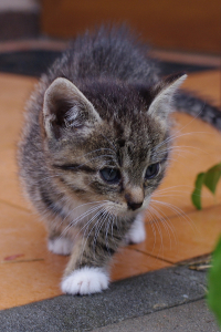 Kiri - prvn&iacute; sn&iacute;měk.