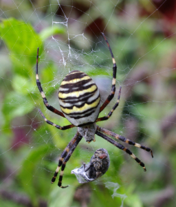Křiž&aacute;k lučn&iacute;.