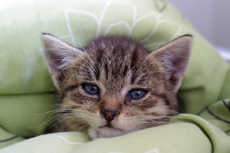 Kotě Kiri - chud&aacute;ček.