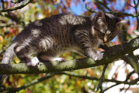 Kotě Kiri na stromě.