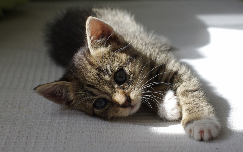 Kotě Kiri p&oacute;zuje.