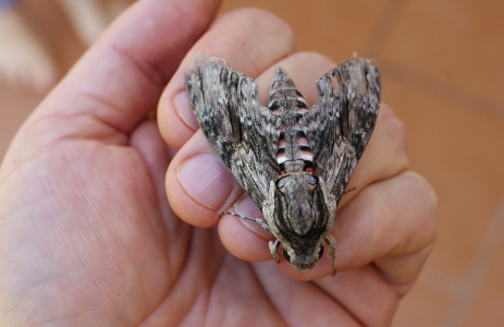 Li&scaron;aj svlačcov&yacute;.