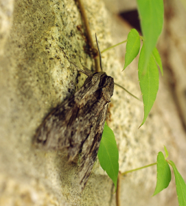 Li&scaron;asj v &uacute;krytu.