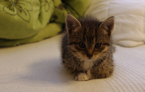 M&aacute;me doma kotě.