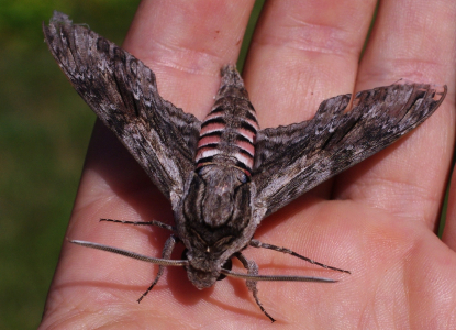 Obrann&aacute; reakce li&scaron;aje.